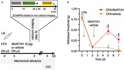 Evaluation of Recombinant Botulinum Neurotoxin Type A1 Efficacy in Peripheral Inflammatory Pain in Mice